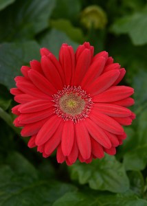 deep_rose_light_eye (2)